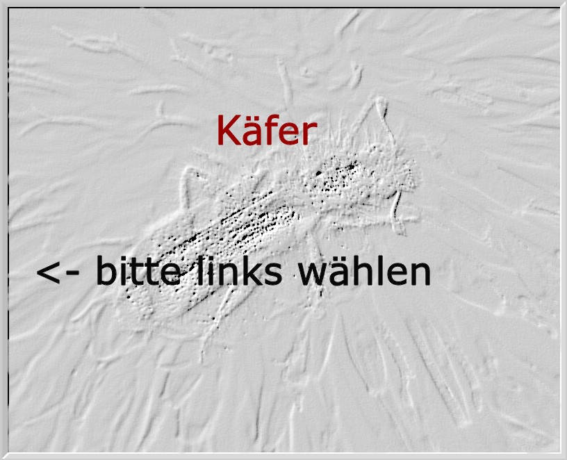 Käfer