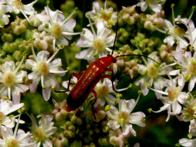 Weichkäfer