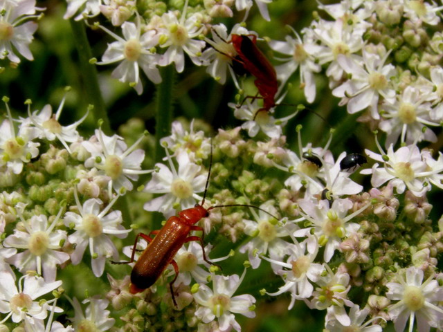 Weichkäfer