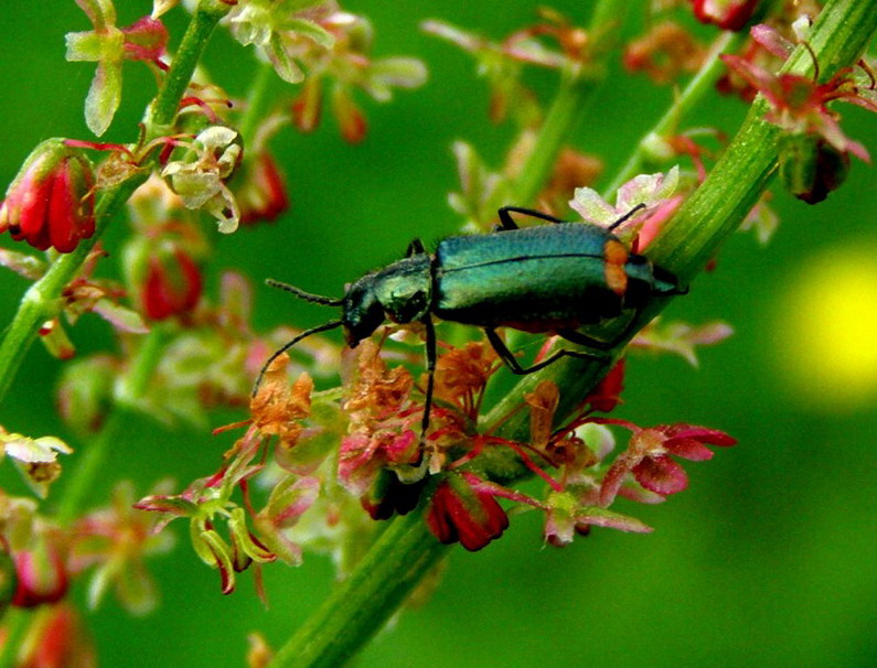 Zweifeckiger Zipfelkäfer