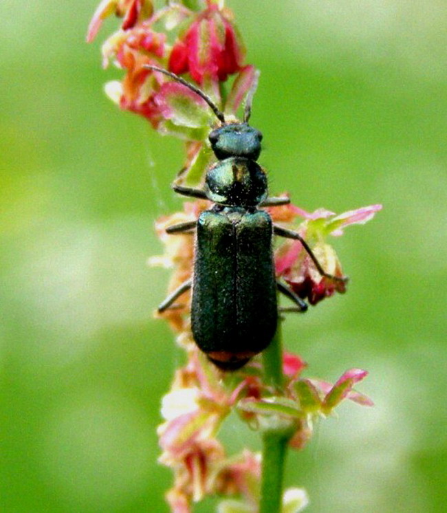 Zweifleckiger Zipfelkäfer