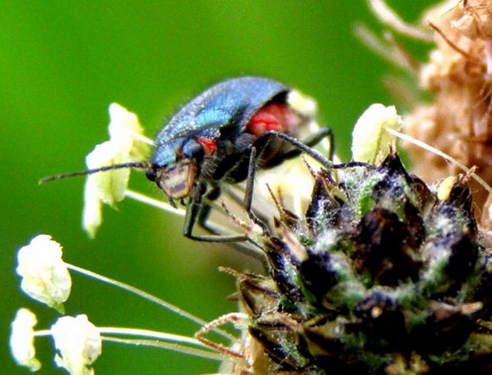 Zweifleckiger Zipfelkäfer