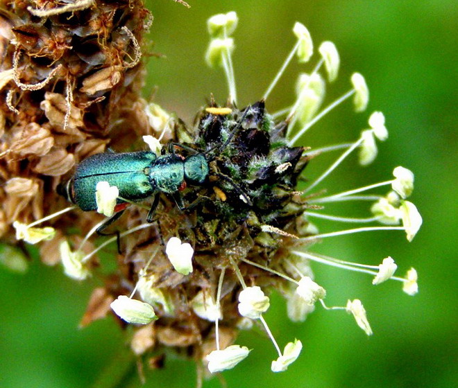 Zweifleckiger Zipfelkäfer