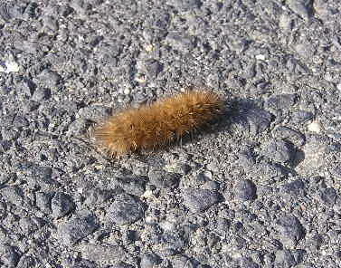 Raupe
