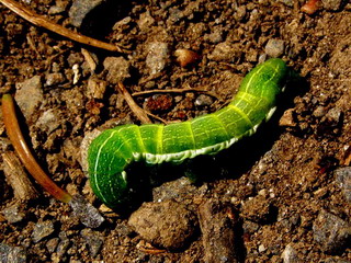 Raupe