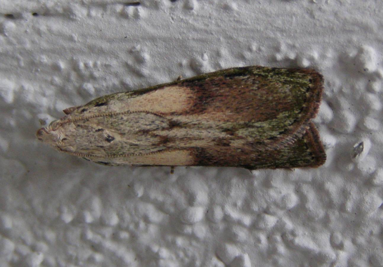 Nachfalter