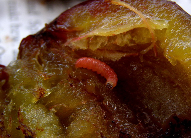 Raupe