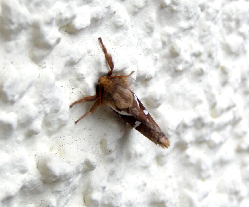 Wurzelbohrer