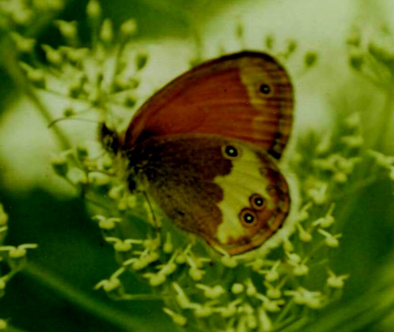 Perlgrasfalter