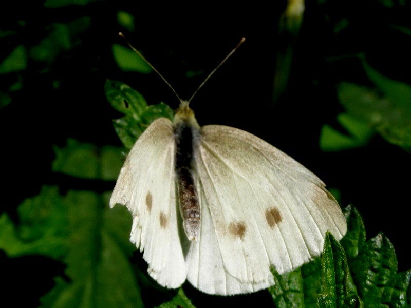 Rübenweißling