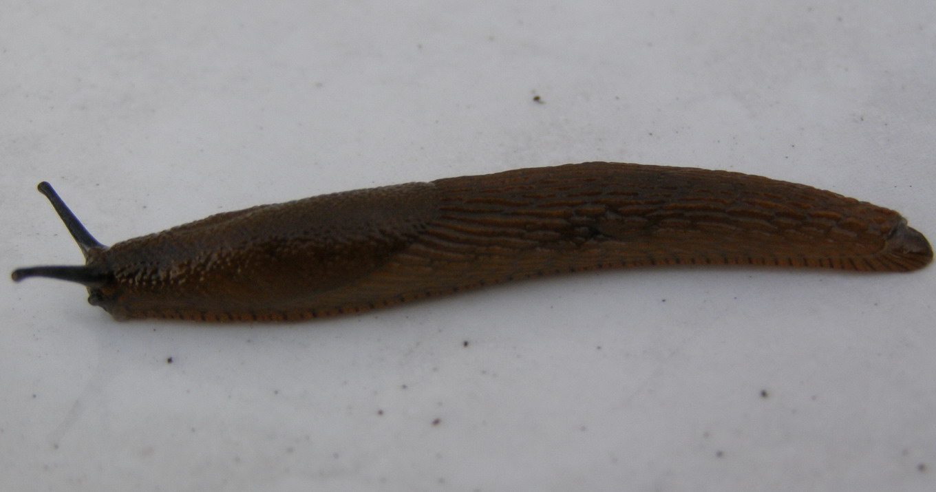 Nacktschnecke