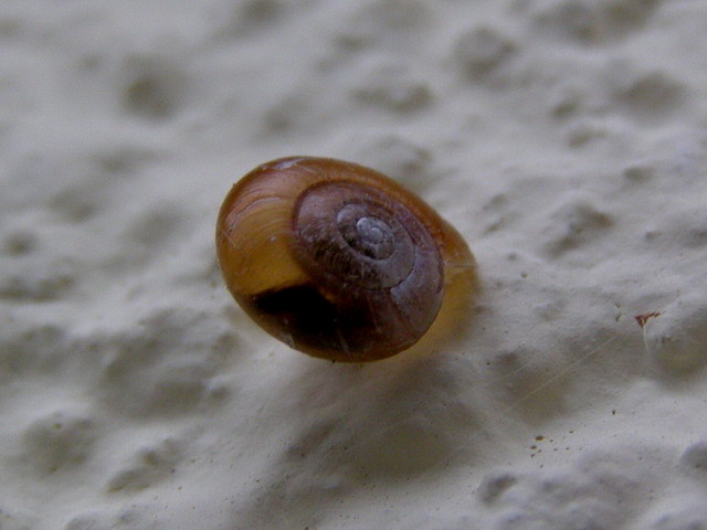 Schnecke