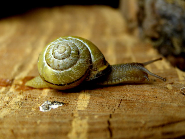 Schnecke