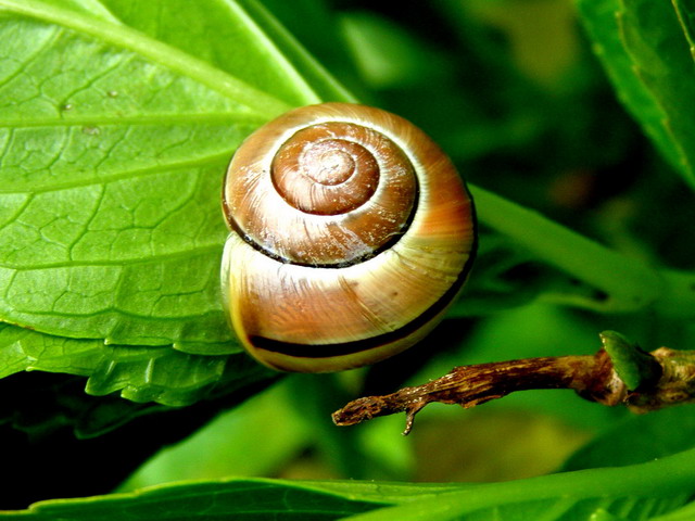 Schnecke