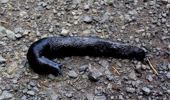 schwarze Wegschnecke