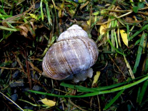 Weinbergschnecke