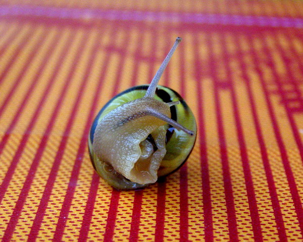 Schnecke