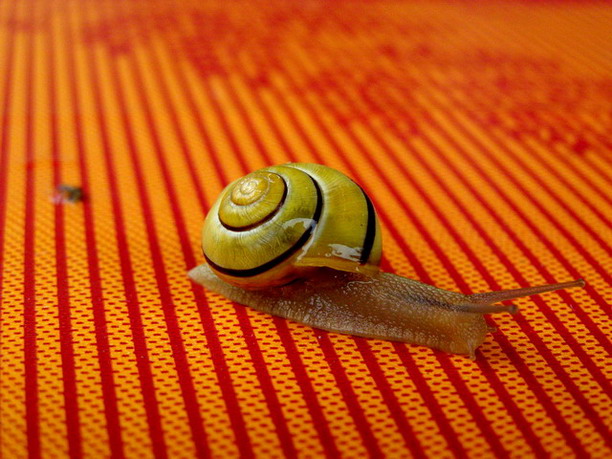 Schnecke