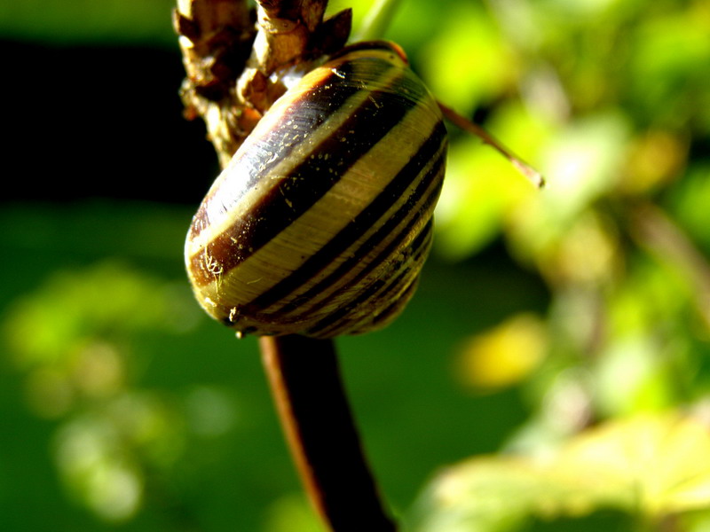 Schnecke