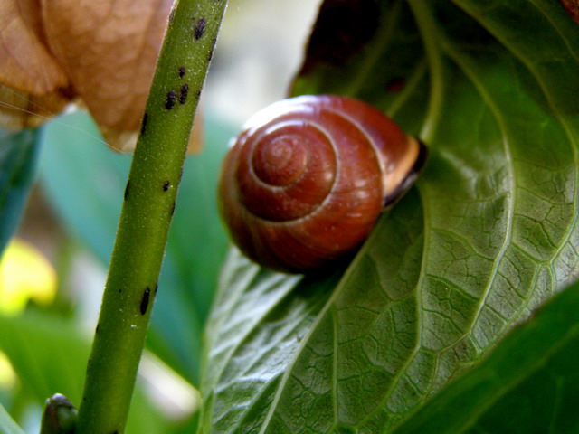 Schnecke