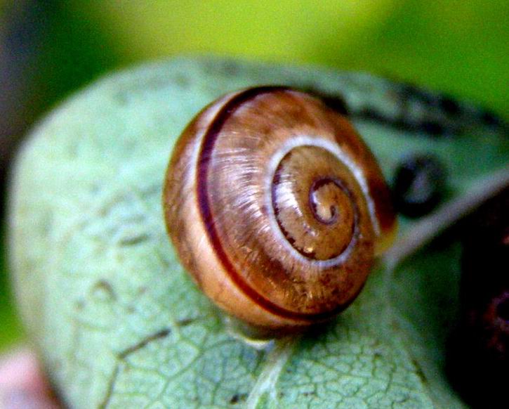 Schnecke