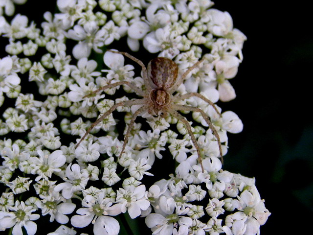 Braune Laufspinne