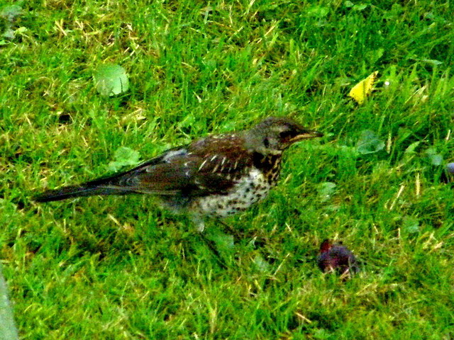 Vögel im Westerwald