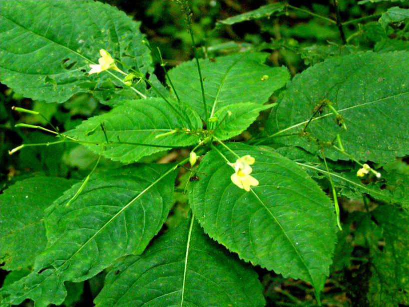 Kleinblütiges Springkraut