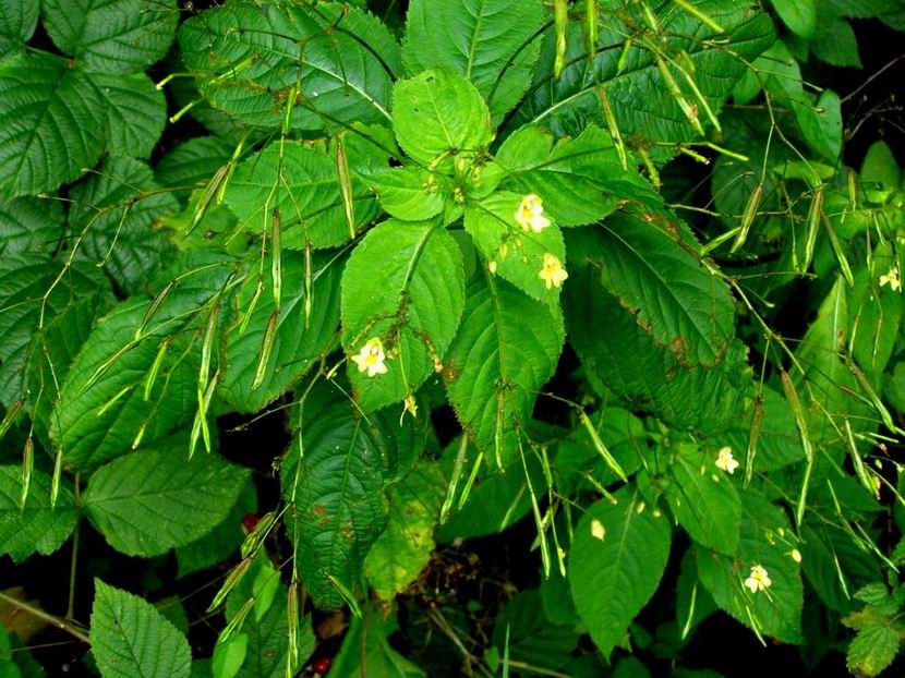 Kleinblütiges Springkraut