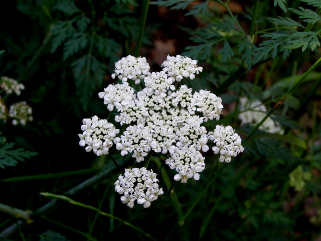 Wiesenkümmel