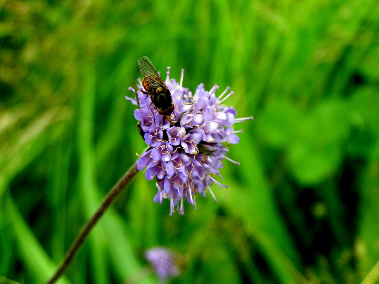 Teufelsabbiss