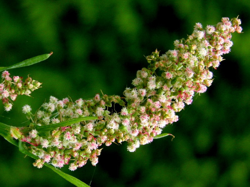 Knäuelblütiger Ampfer