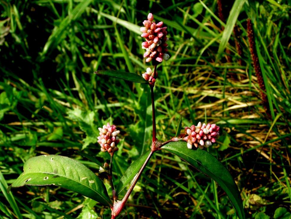 Floh-Knöterich