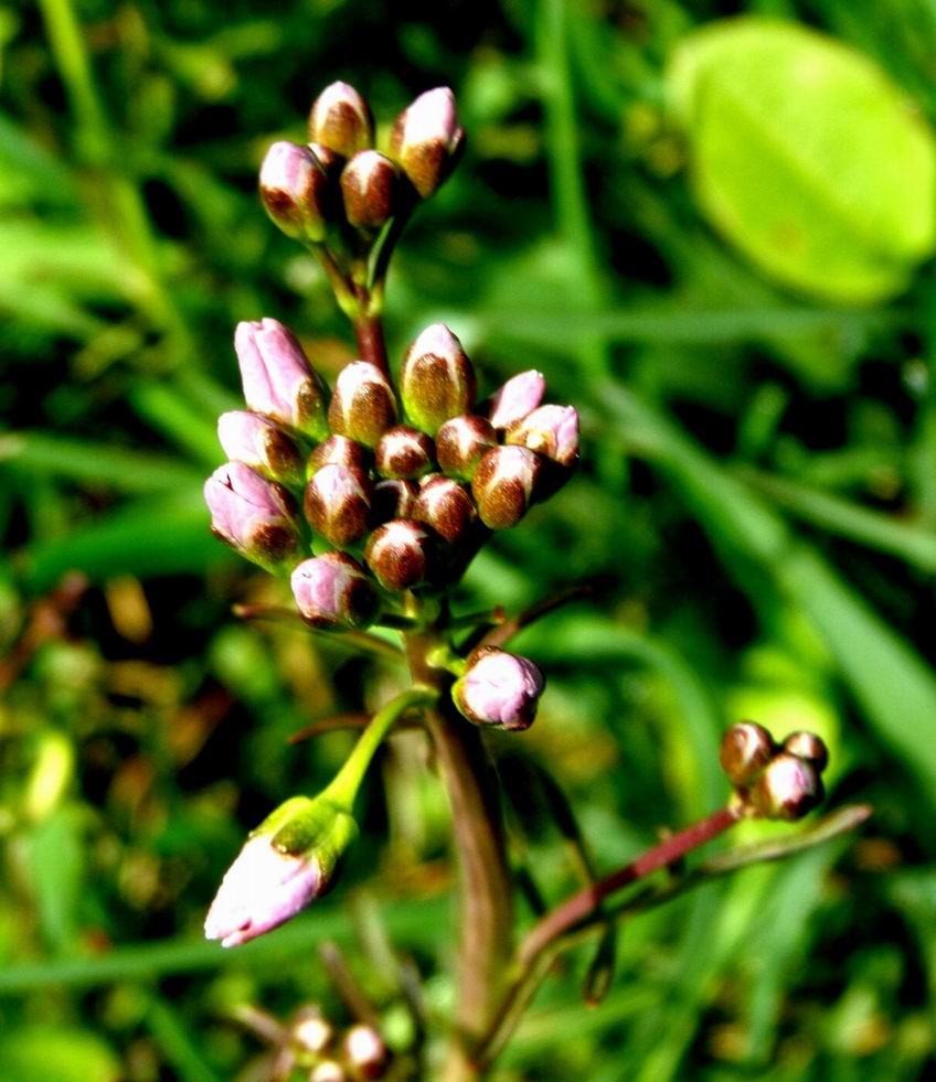 Wiesenschaumkraut