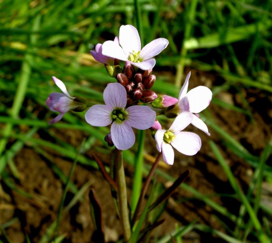 Wiesenschaumkraut