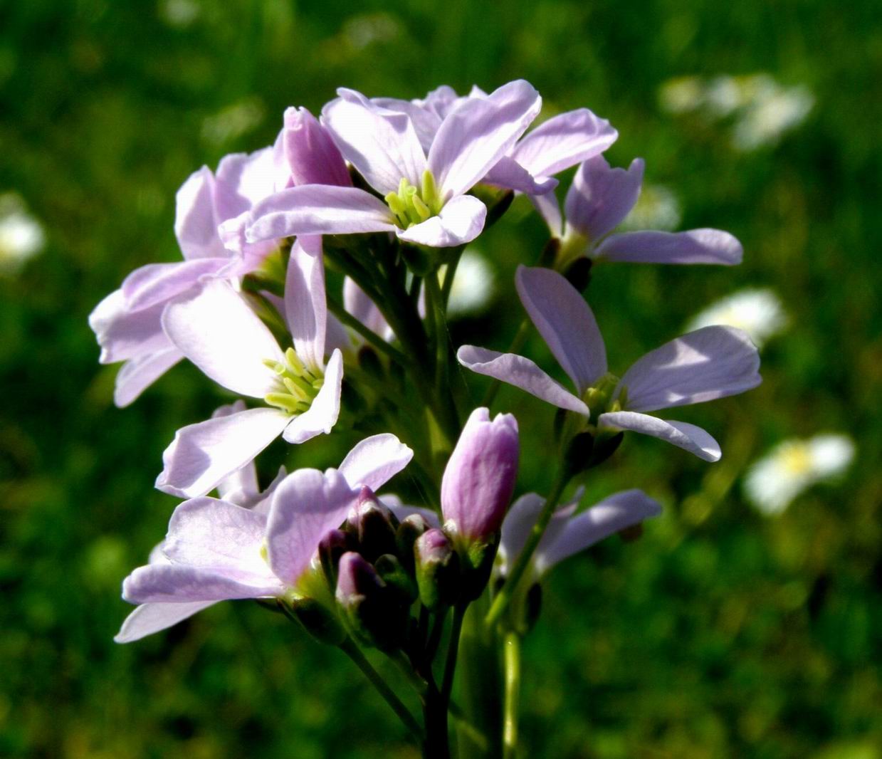 Wiesenschaumkraut