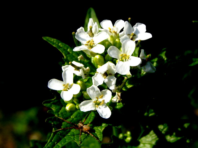 unbekannte Wiesenblume