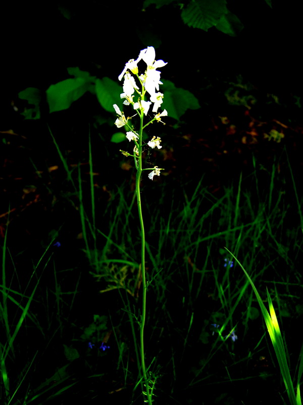 Wiesenschaumkraut