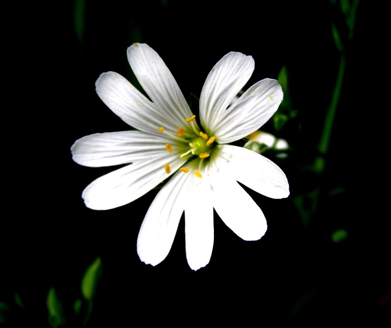 Sternmiere