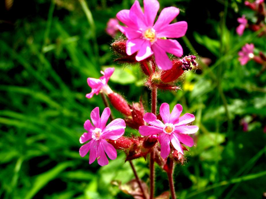 Rote Lichtnelke