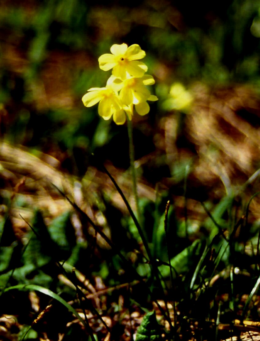 Schlüsselblume