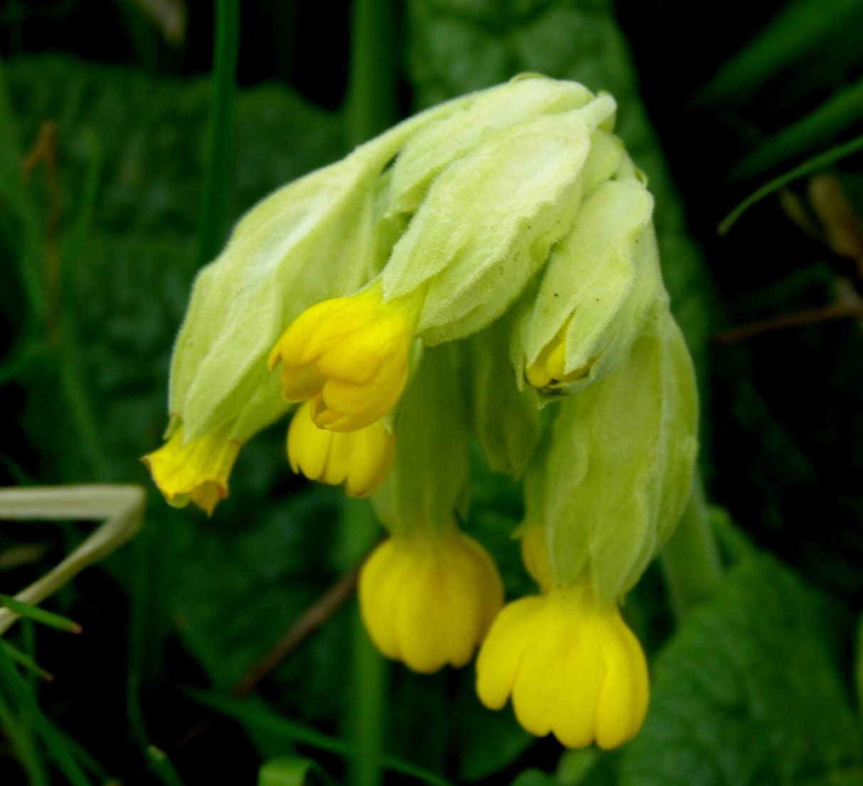 Schlüselblume