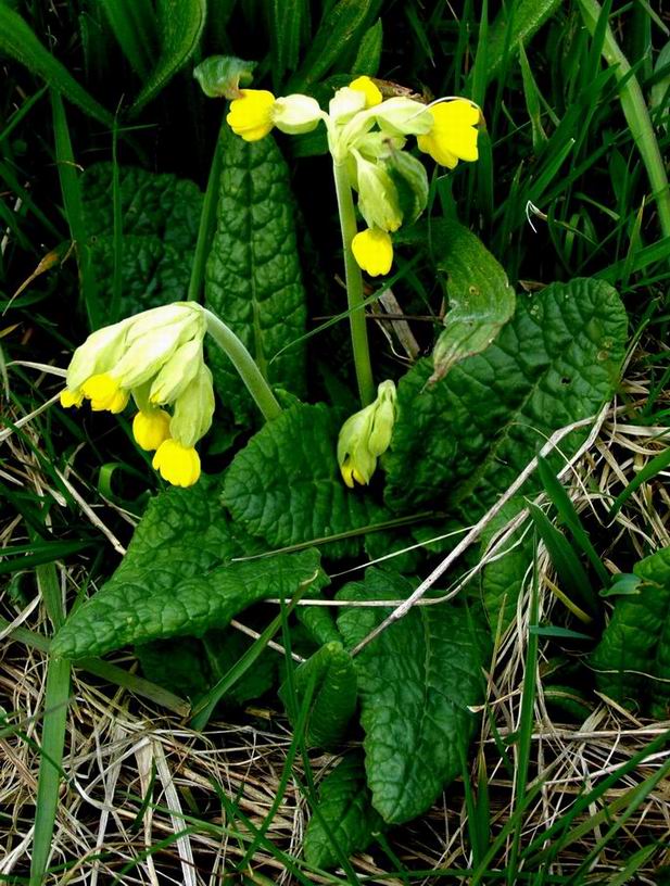 Schlüselblume
