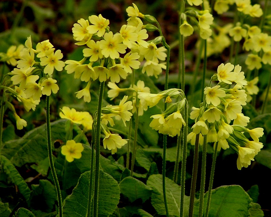 Schlüselblume