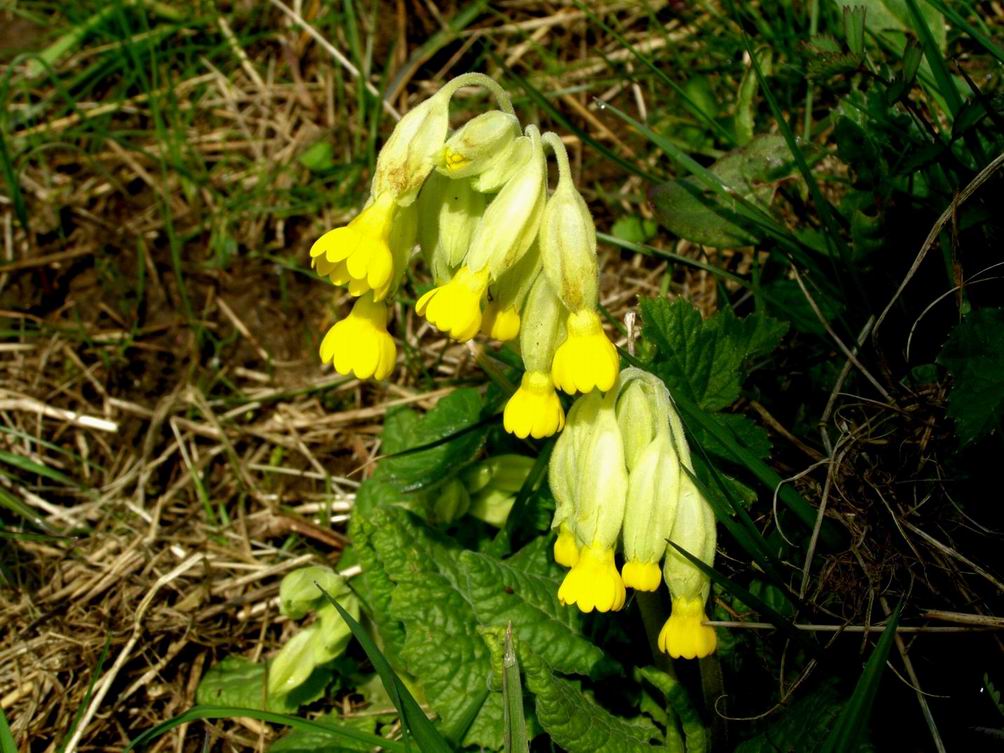 Schlüselblume