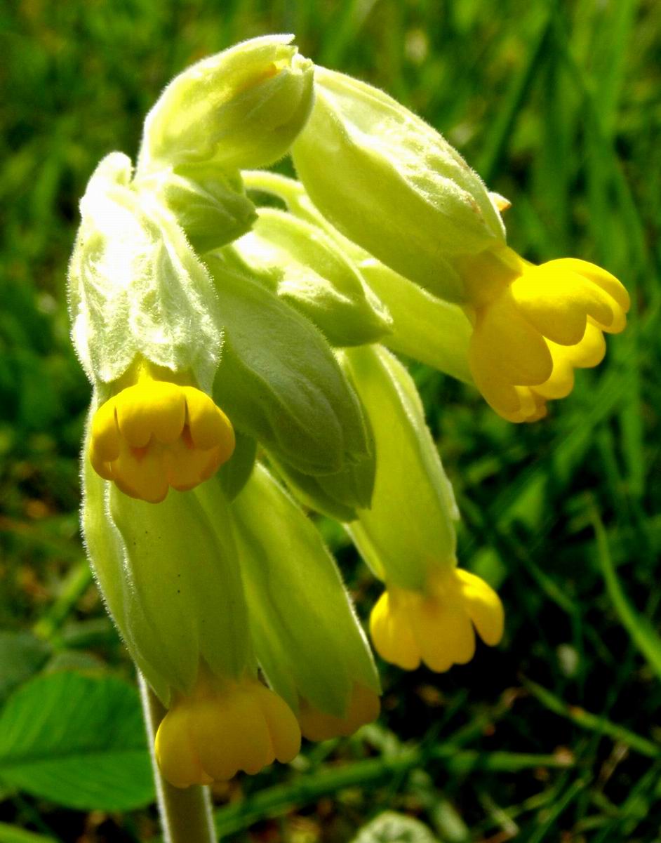Schlüsselblume