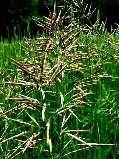 Gras