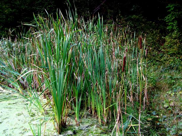 Schmalblättriger Rohrkolben