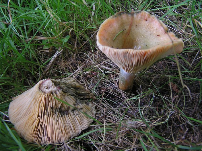 Täubling