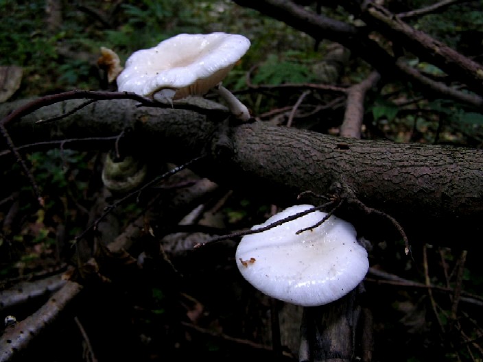 Kollenblätterpilz